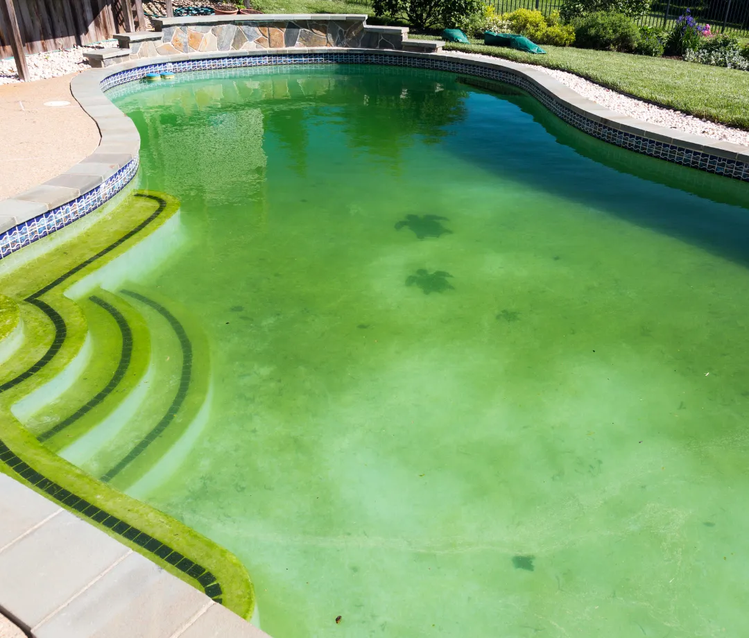 Algae Removal & Stain Treatment